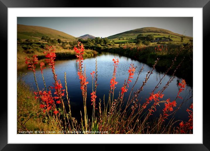 Montbretia In the Mourne Mountains Framed Mounted Print by Gary Cowan
