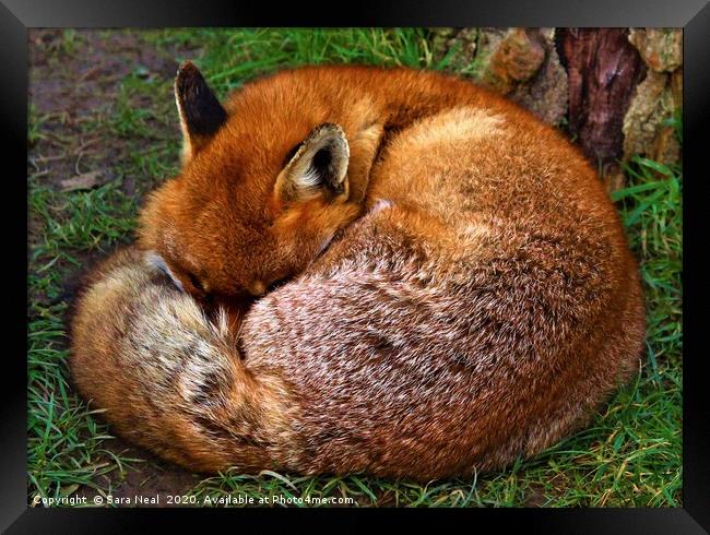 Red Fox  Framed Print by Sara Neal