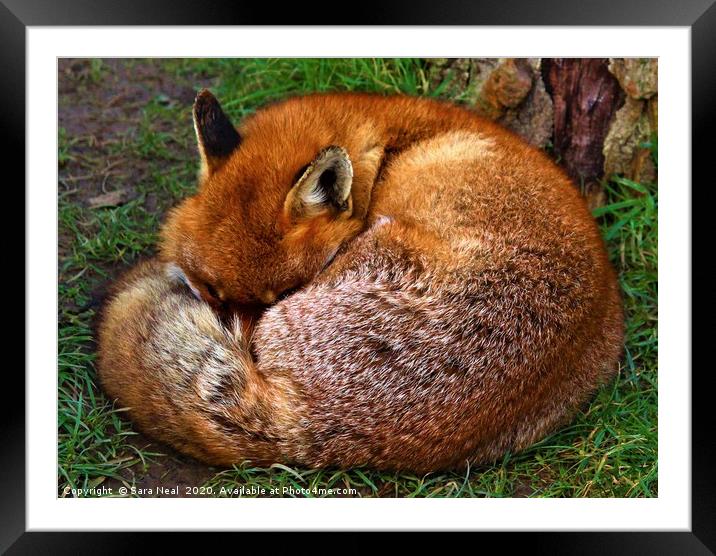 Red Fox  Framed Mounted Print by Sara Neal