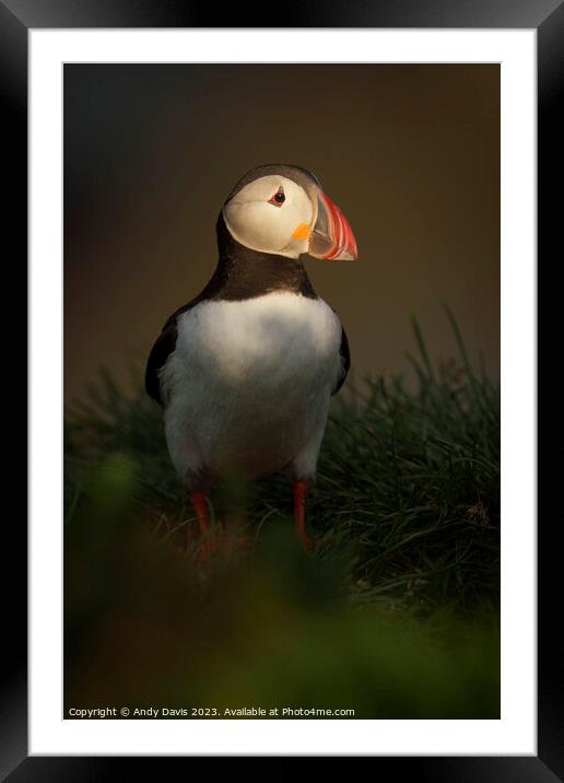 Enjoying the golden evening light Framed Mounted Print by Andy Davis