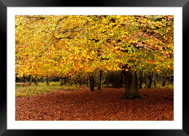 Autumn Framed Mounted Print by David Tanner