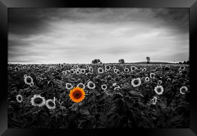 A field of sunflowers Framed Print by David Tanner