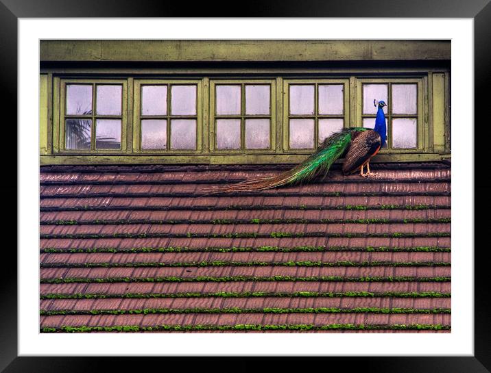 Peacock on a roof Framed Mounted Print by David Tanner