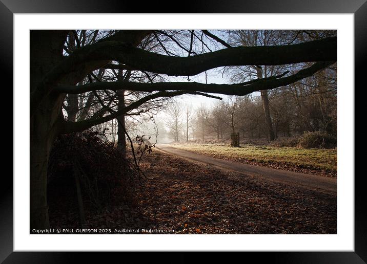 Abstract  woodland Framed Mounted Print by PAUL OLBISON