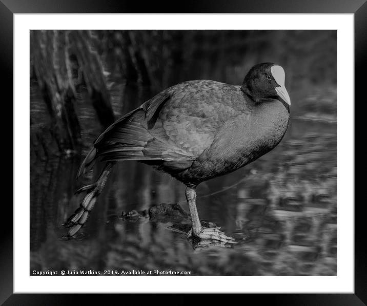 Coot stretching  Framed Mounted Print by Julia Watkins