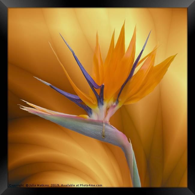 Bird of Paradise Flower Framed Print by Julia Watkins