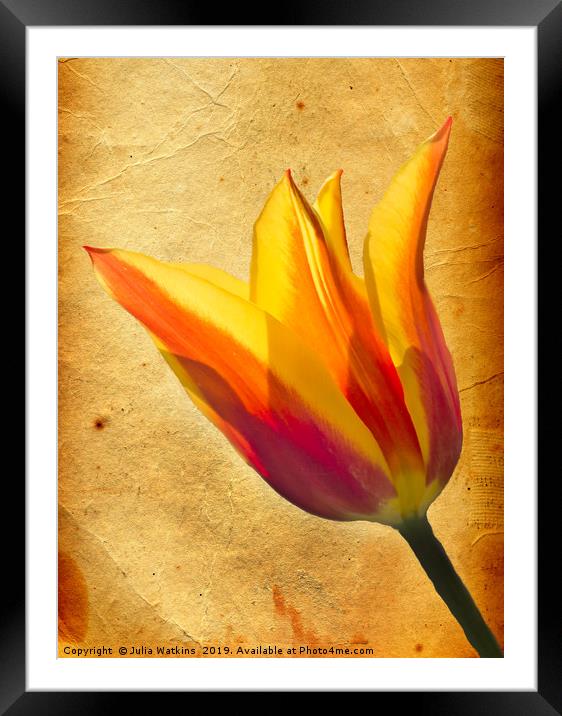 Tulip  Framed Mounted Print by Julia Watkins