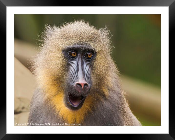 Mandrill Monkey Colchester Zoo  Framed Mounted Print by Julia Watkins