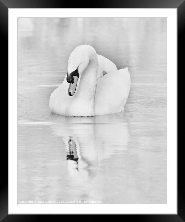 Swan and Reflection Framed Mounted Print by Julia Watkins