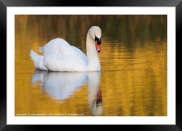 Swan in evening light   Framed Mounted Print by Julia Watkins