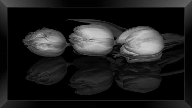Three Tulips  Framed Print by Julia Watkins