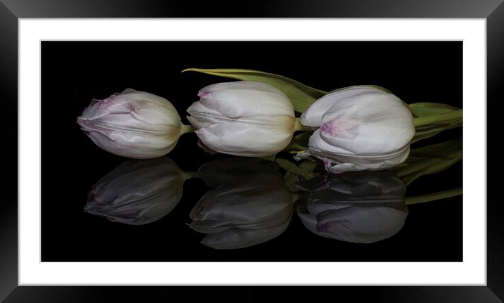 three tulips and reflection Framed Mounted Print by Julia Watkins