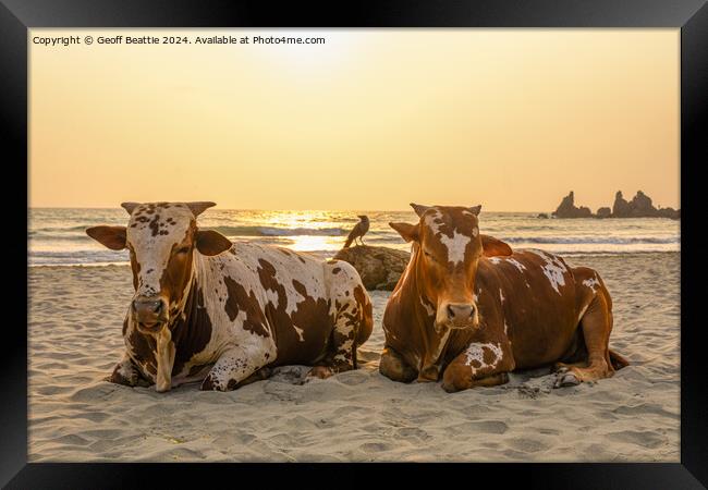 Couple of old cows chillin' on the beach in India Framed Print by Geoff Beattie