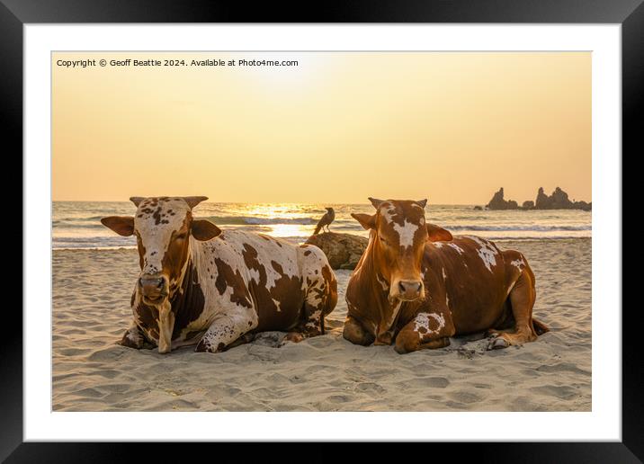 Couple of old cows chillin' on the beach in India Framed Mounted Print by Geoff Beattie