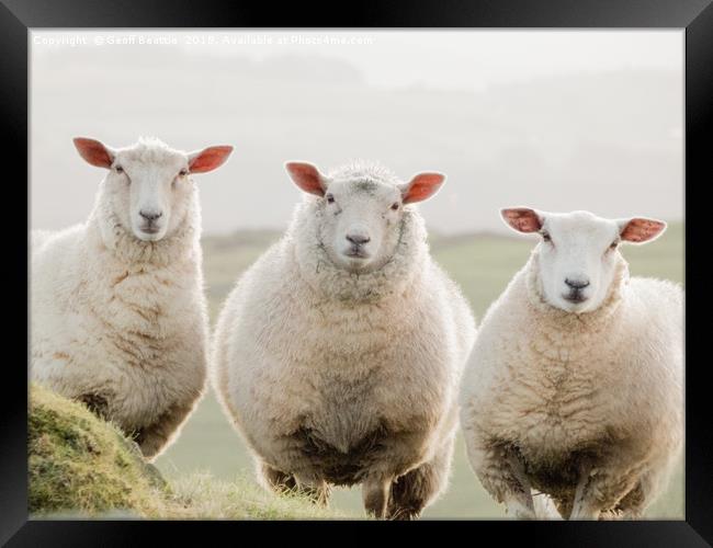3 sheep watching Framed Print by Geoff Beattie
