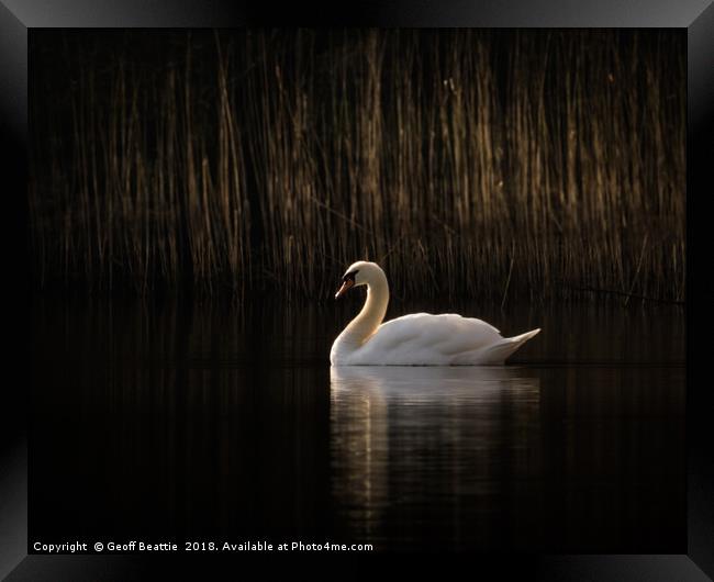 Swan in the morning light Framed Print by Geoff Beattie
