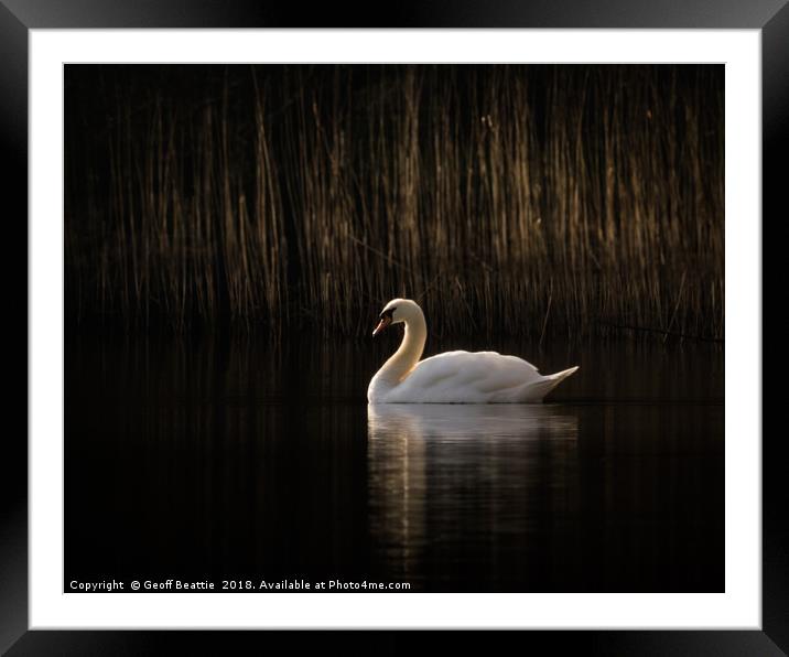 Swan in the morning light Framed Mounted Print by Geoff Beattie