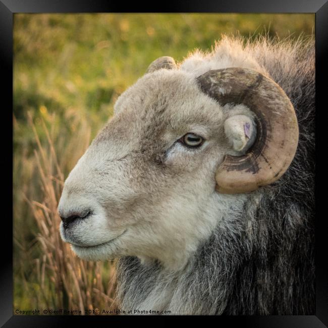 Herdwick Sheep head profile portrait  Framed Print by Geoff Beattie