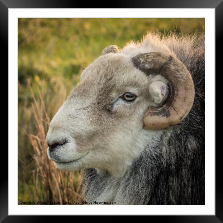 Herdwick Sheep head profile portrait  Framed Mounted Print by Geoff Beattie