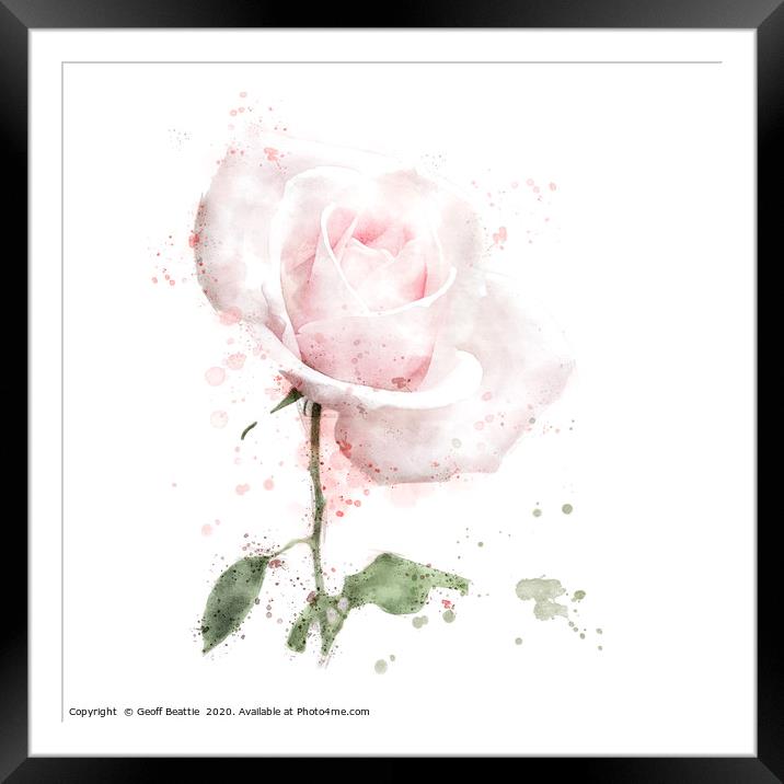 Pink rose in digital watercolour Framed Mounted Print by Geoff Beattie