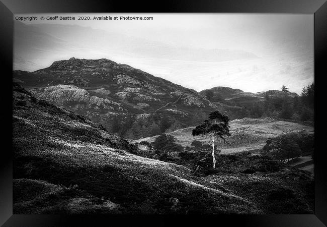 Lone Silver Birch. Holme Fell, The Lake District Framed Print by Geoff Beattie