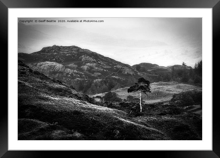 Lone Silver Birch. Holme Fell, The Lake District Framed Mounted Print by Geoff Beattie