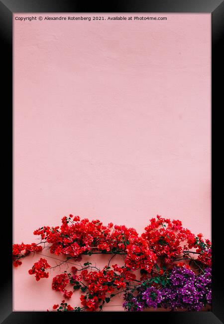 Natural mediterranean pink stone wall with red and purple bougainvillea flowers Framed Print by Alexandre Rotenberg