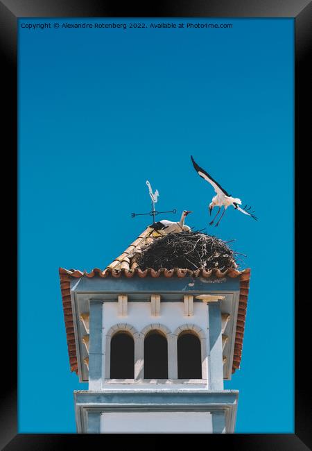 Two White Storks nesting on a Bell Tower  Framed Print by Alexandre Rotenberg