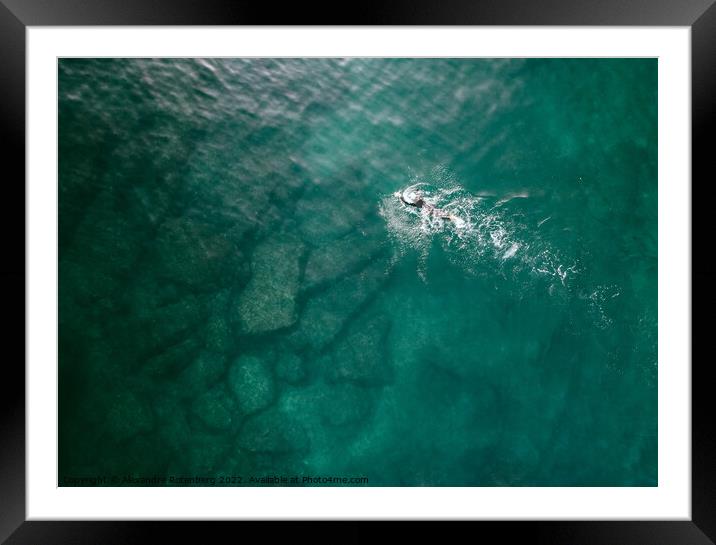 Top down aerial view of unidentifiable male open water swimming in turquoise water. Captured in Cascais, Portugal Framed Mounted Print by Alexandre Rotenberg