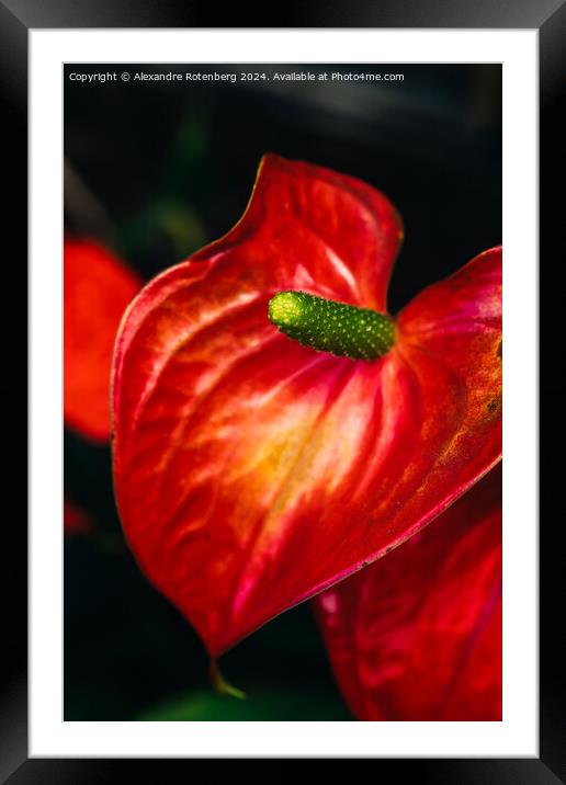 Vibrant Red Anthurium Flower Blooming in a Lush Garden Setting During Daytime Framed Mounted Print by Alexandre Rotenberg