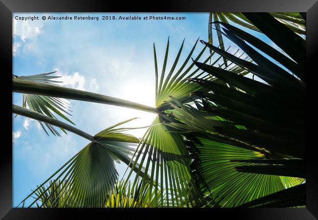 Lush tropical palm tree looking up perspective Framed Print by Alexandre Rotenberg
