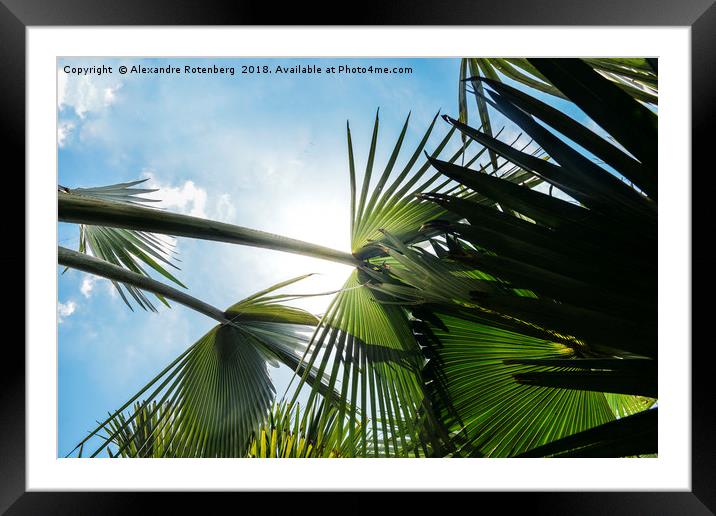 Lush tropical palm tree looking up perspective Framed Mounted Print by Alexandre Rotenberg