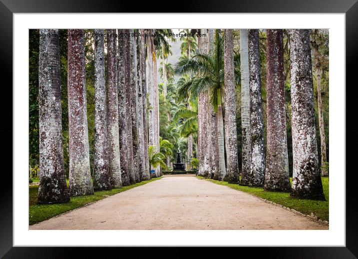 Royal Palm Trees at Botanical Garden, Rio de Janei Framed Mounted Print by Alexandre Rotenberg