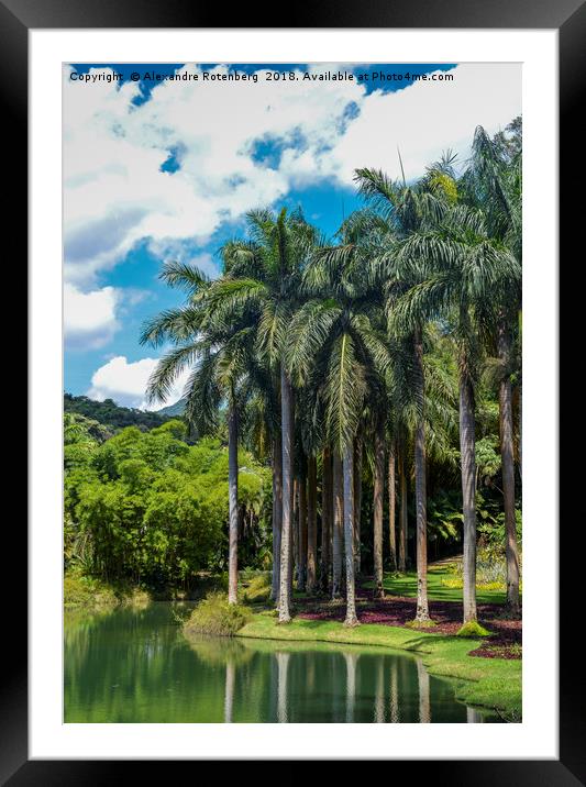 Giant Palm trees in Brazil Framed Mounted Print by Alexandre Rotenberg