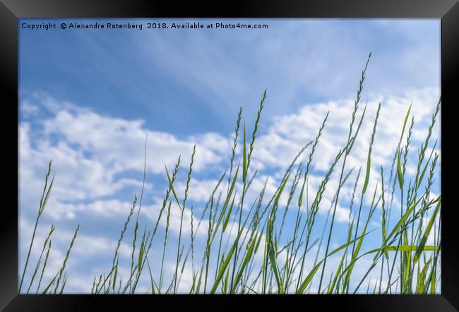 Blades of wheat grass Framed Print by Alexandre Rotenberg