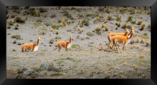 Andean Llamas Framed Print by Alexandre Rotenberg