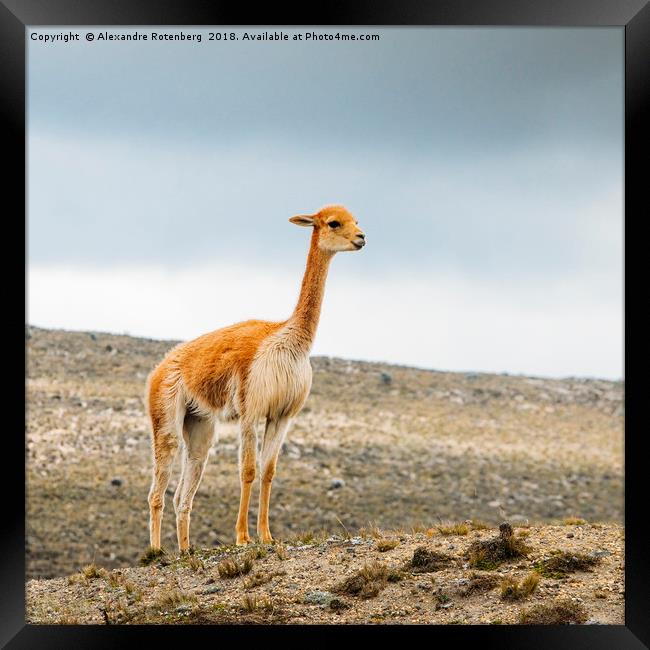 Baby Llama Framed Print by Alexandre Rotenberg