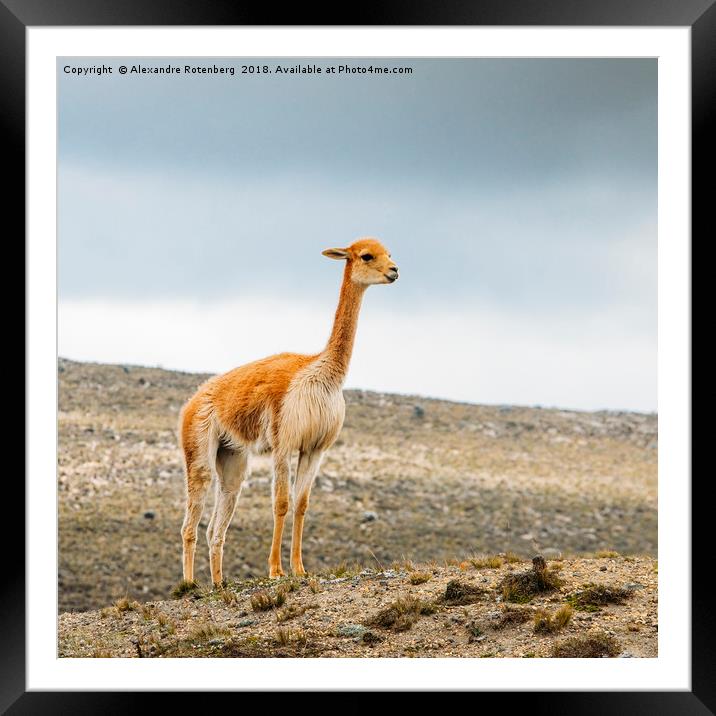 Baby Llama Framed Mounted Print by Alexandre Rotenberg