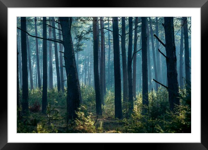 Misty forest Framed Mounted Print by Alexandre Rotenberg