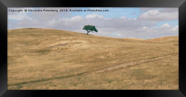 Oak tree on Alentejo Landscape, Portugal Framed Print by Alexandre Rotenberg