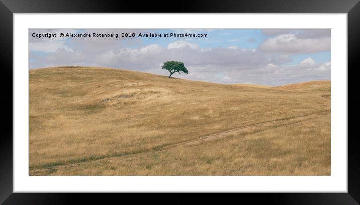 Oak tree on Alentejo Landscape, Portugal Framed Mounted Print by Alexandre Rotenberg