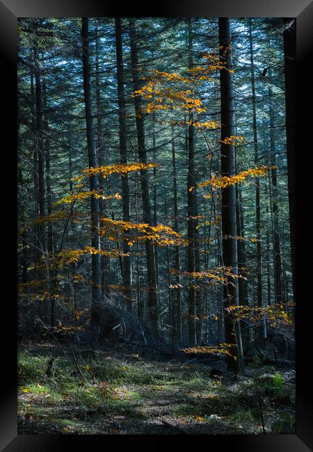 Autumn Contrast Framed Print by Daniel Farrington
