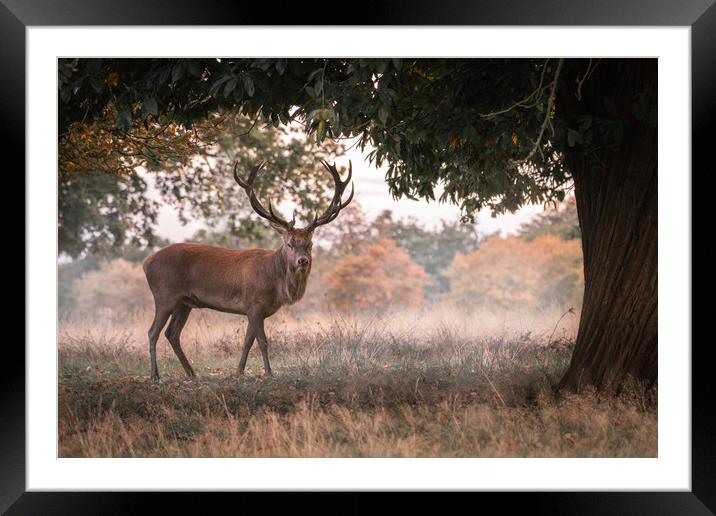 Red Stag in Richmond Park Framed Mounted Print by Daniel Farrington