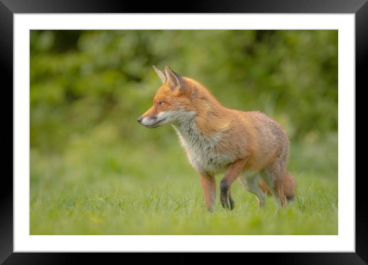 British Fox Framed Mounted Print by Daniel Farrington