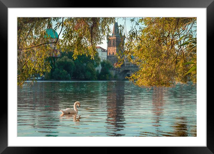 Swan on the Vitava River Framed Mounted Print by Daniel Farrington