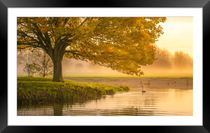  Swan on the River Stour Framed Mounted Print by Daniel Farrington