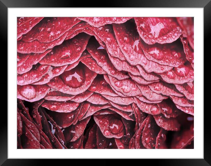 Layers of Red Framed Mounted Print by Kelly Bailey