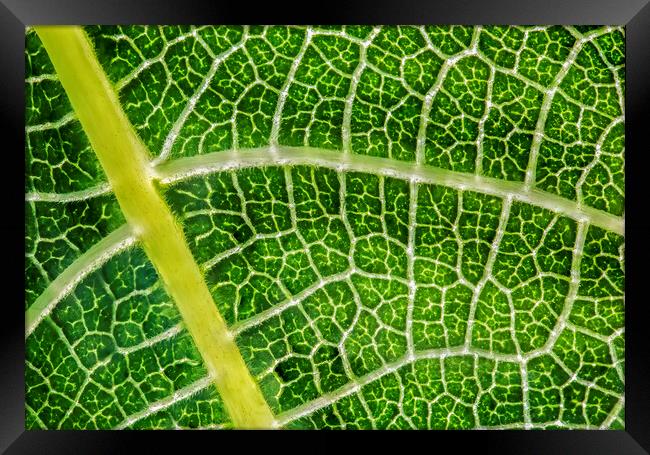 Networked Chlorophyll  Framed Print by Kelly Bailey