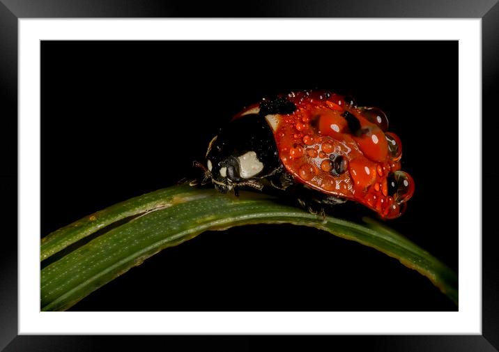Dewed Ladybug Framed Mounted Print by Kelly Bailey