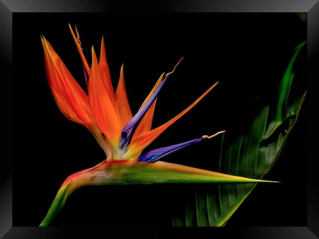 Bird of Paradise Flower Framed Print by Kelly Bailey